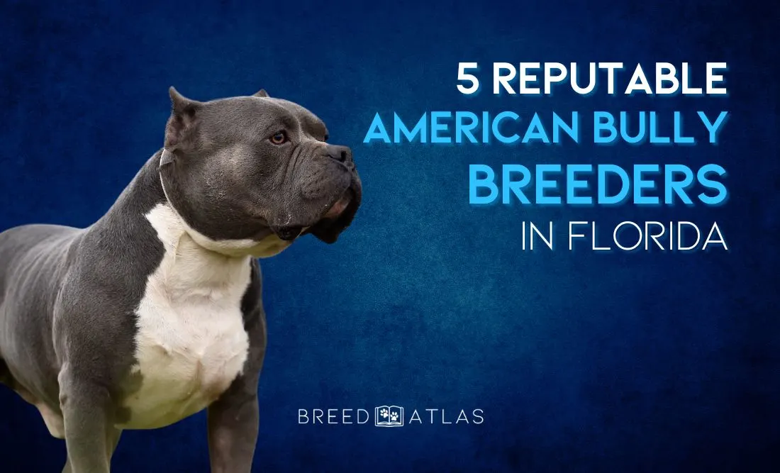 american bully breeders in florida