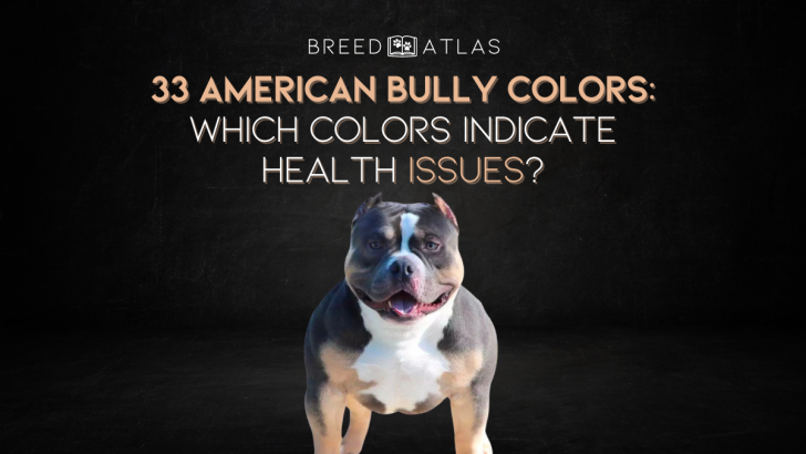 33 American Bully Colors: Which Colors Indicate Health Issues?