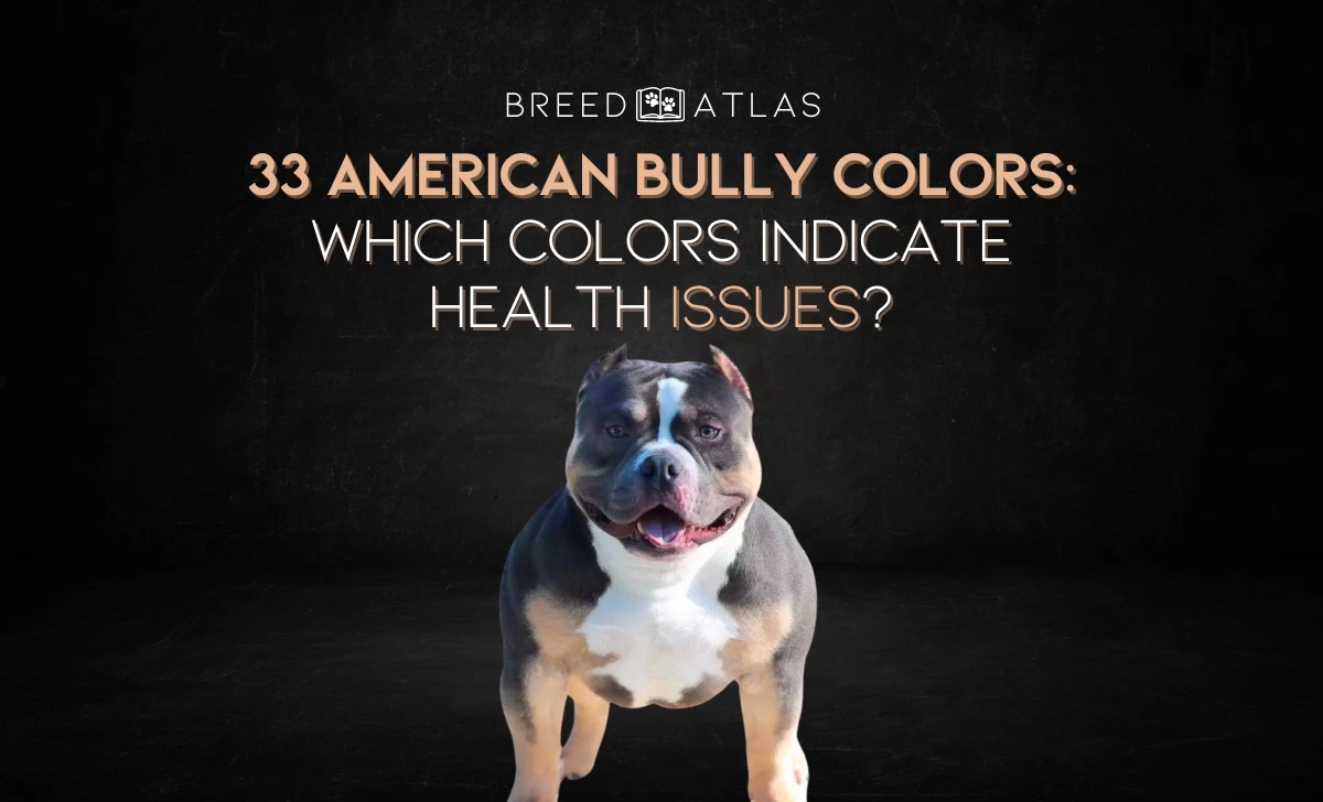 american bully colors