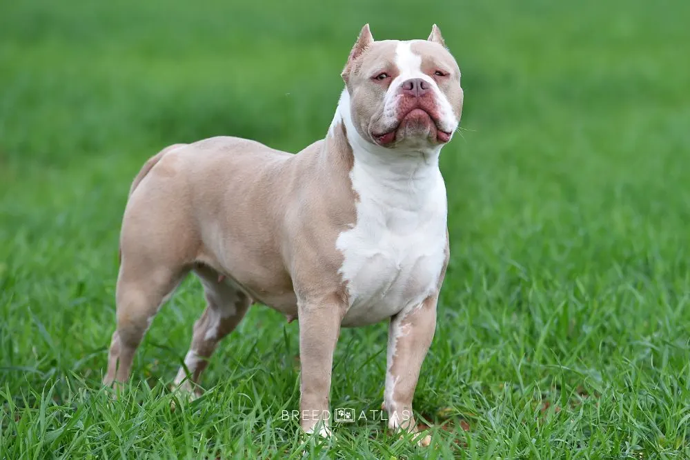 american bully dog in nature