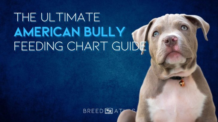 The Ultimate American Bully Feeding Chart Guide