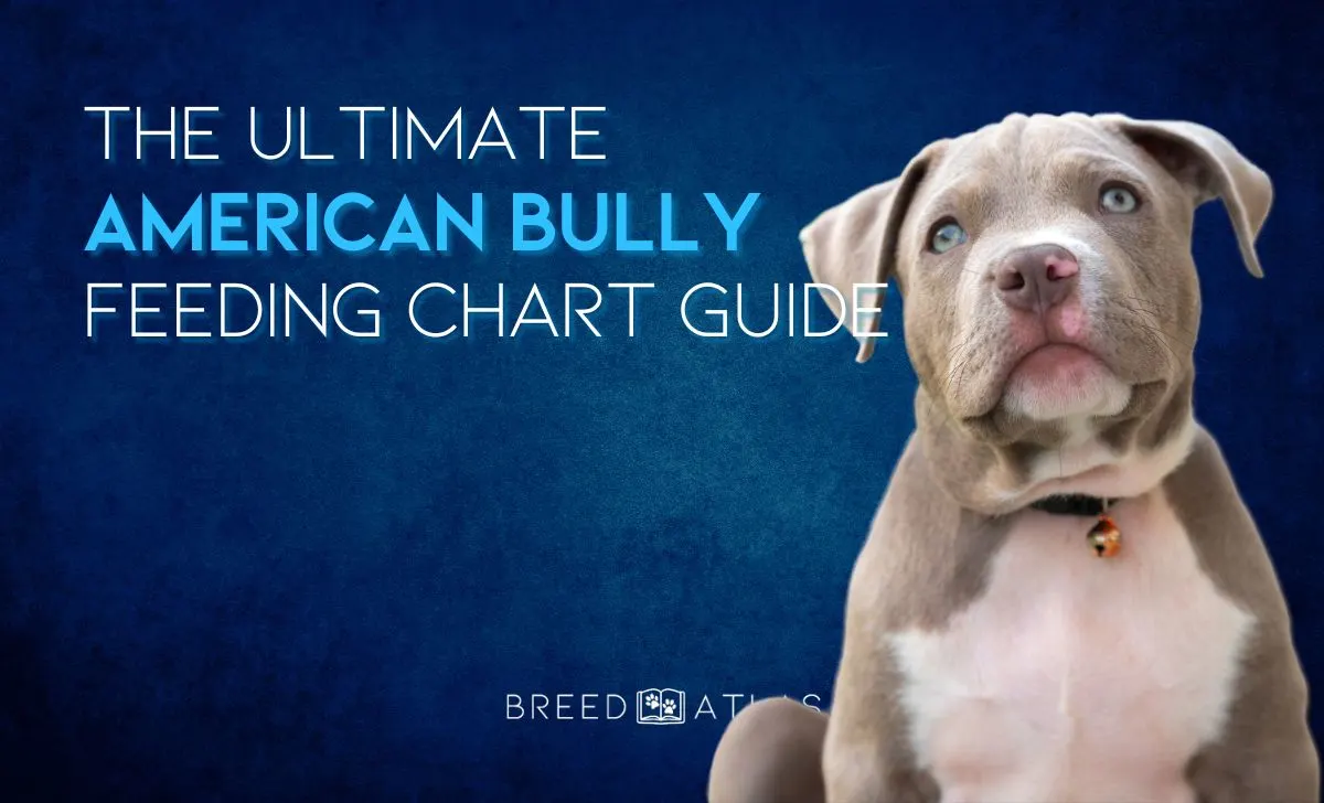 american bully feeding chart guide