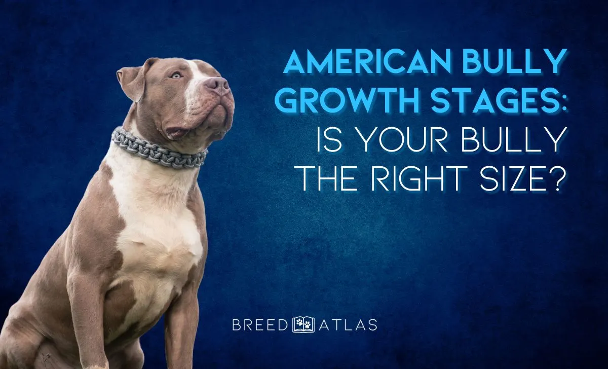 american bully growth stages