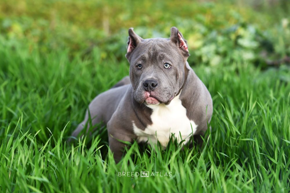 american bully in nature