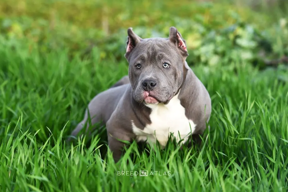 American bully puppy diet chart hotsell