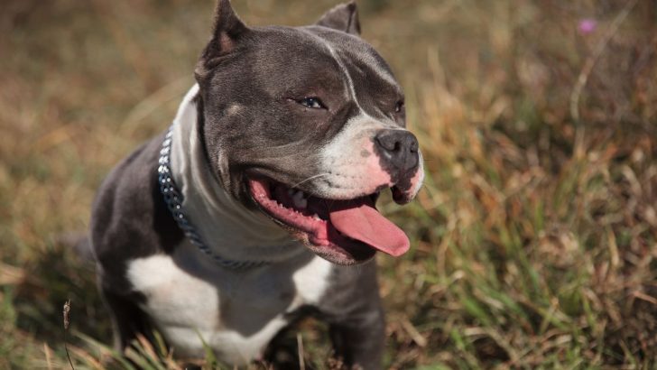 Male Vs Female American Bully: Which One Is Right For You?