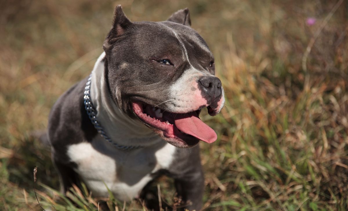 american bully male vs female