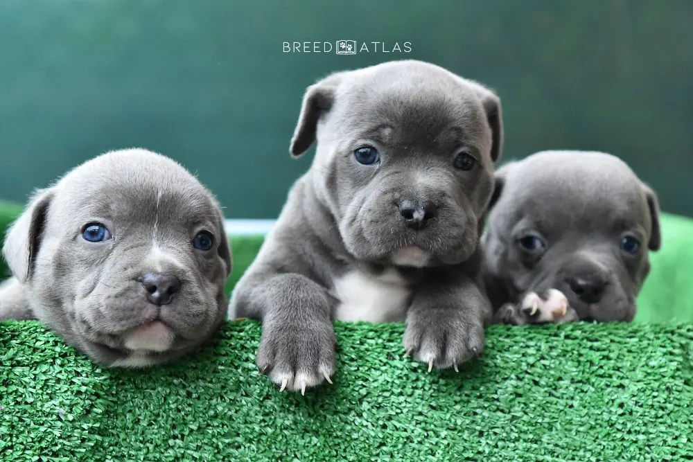 three american bully puppies