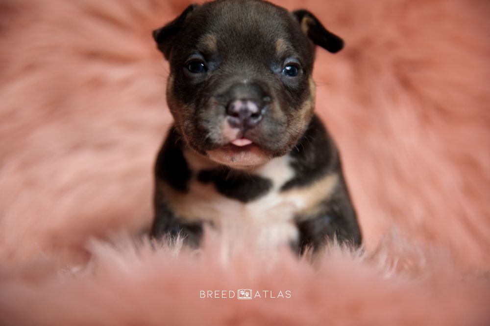 american bully puppy