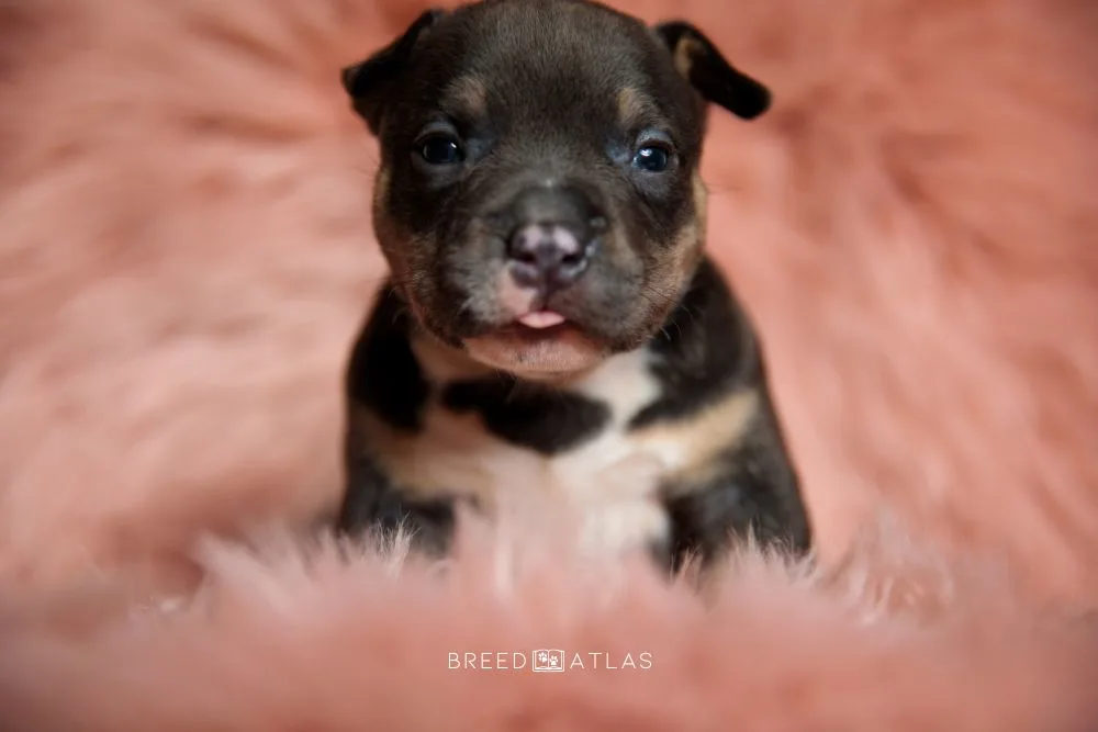 Feeding bully puppies best sale