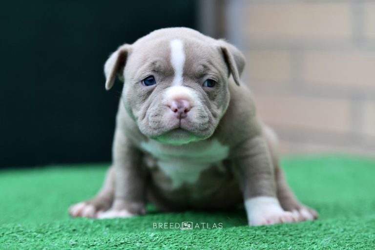 American Bully Growth Stages Is Your Bully The Right Size?