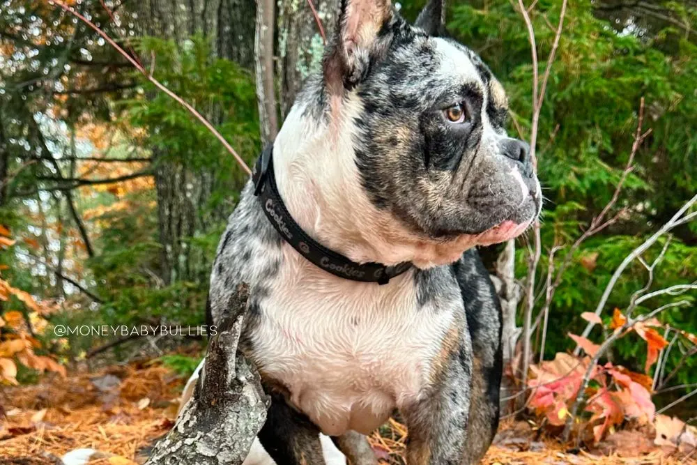 american bully rare color