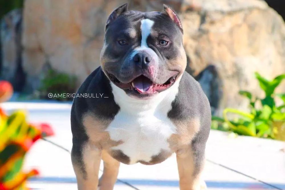 american bully rare color