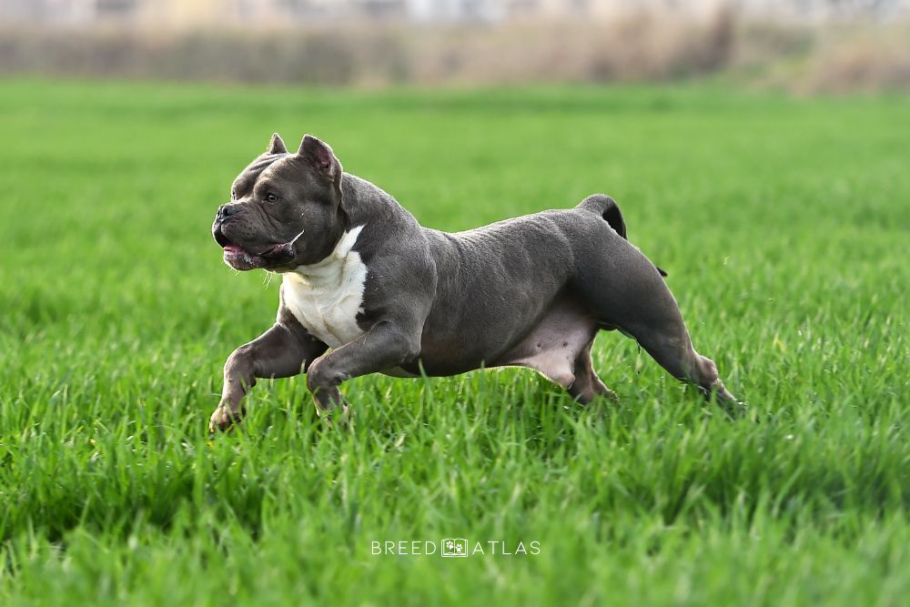 american bully training in nature