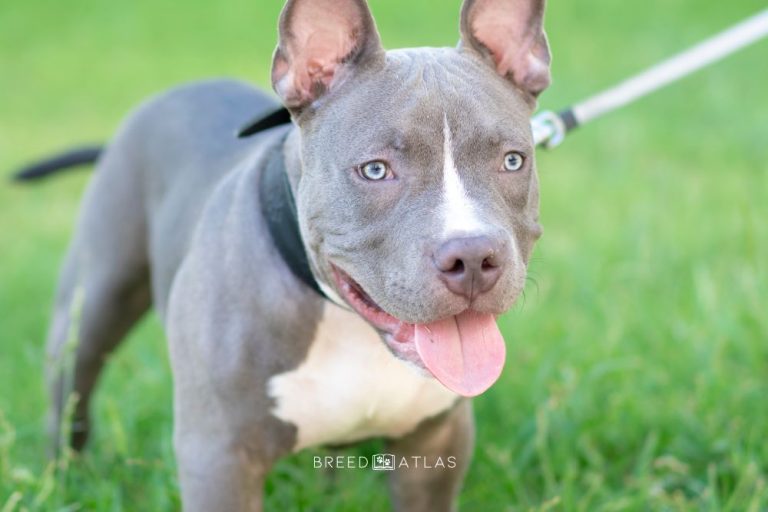 American Bully Growth Stages Is Your Bully The Right Size?