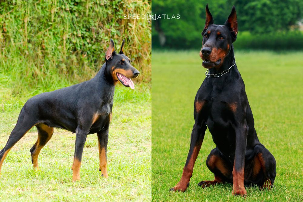 american vs european doberman