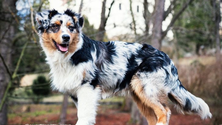 5 Best Australian Shepherd Breeders UK Has In Store For You