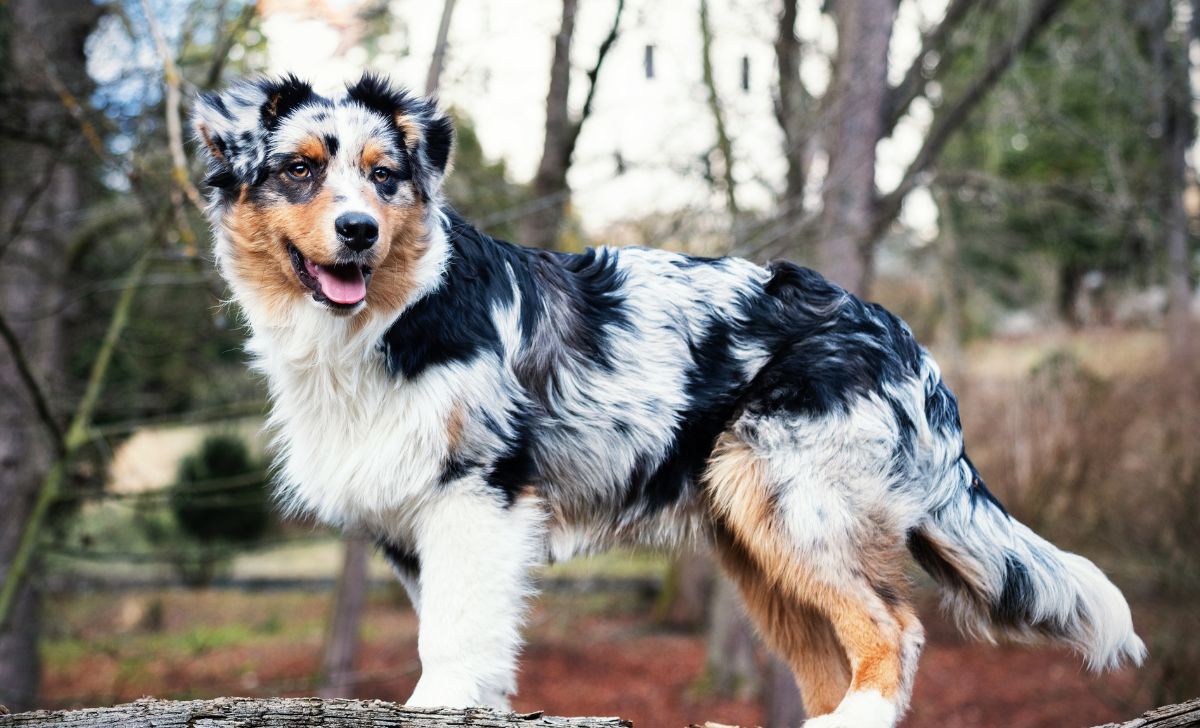 australian shepherd breeders in the uk