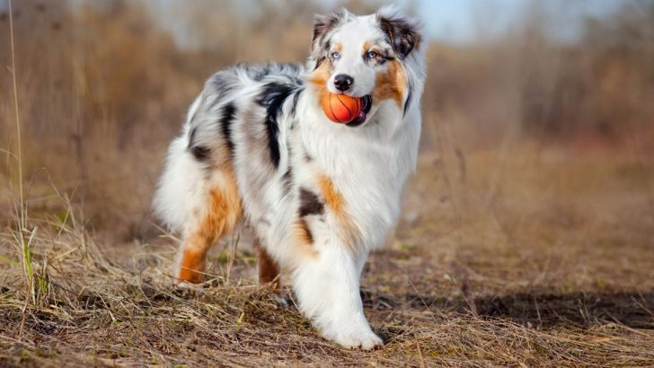 The 4 Most Reliable Australian Shepherd Breeders Ontario Has For You