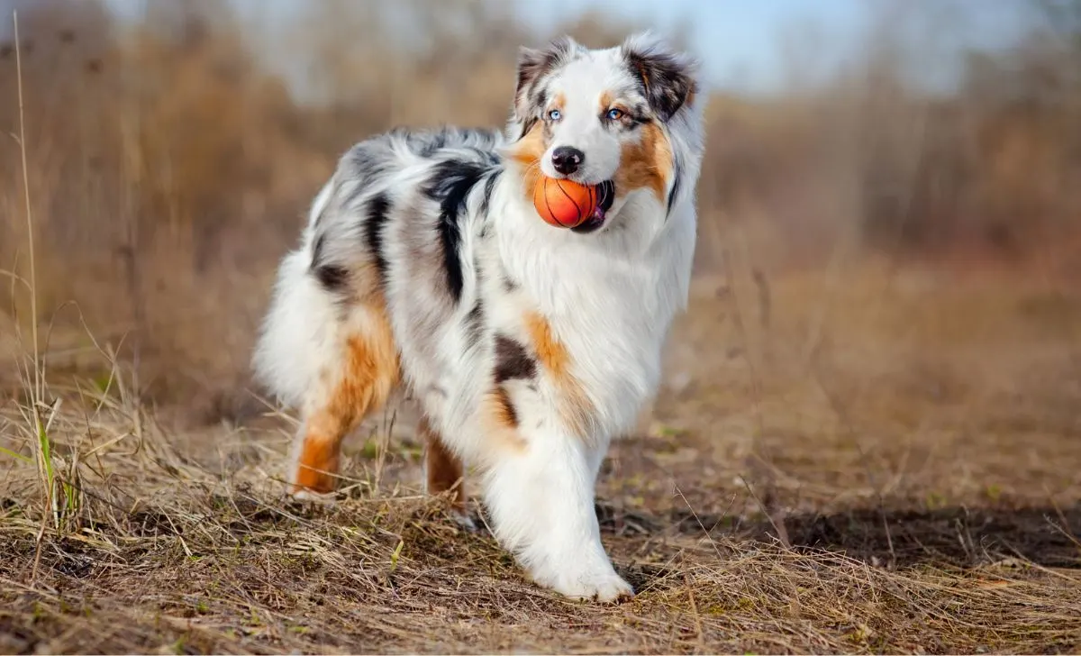 australian shepherd breeders ontario