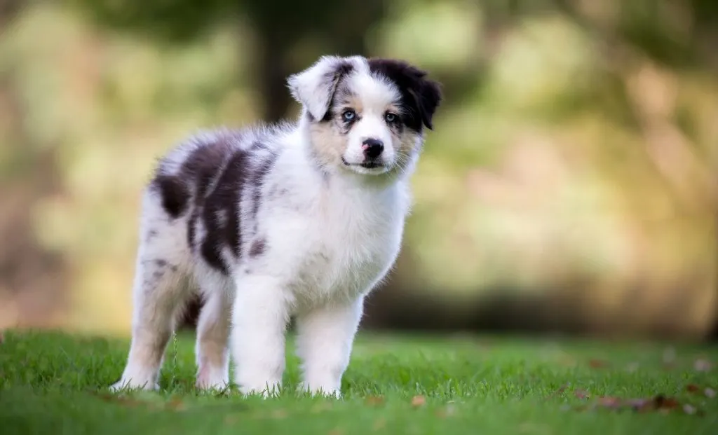 australian shepherd puppy in grass