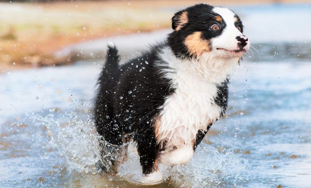 australian shepherd puppy in water