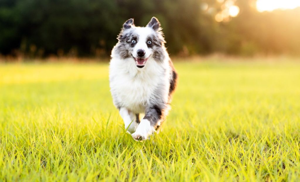 australian shepherd running in nature