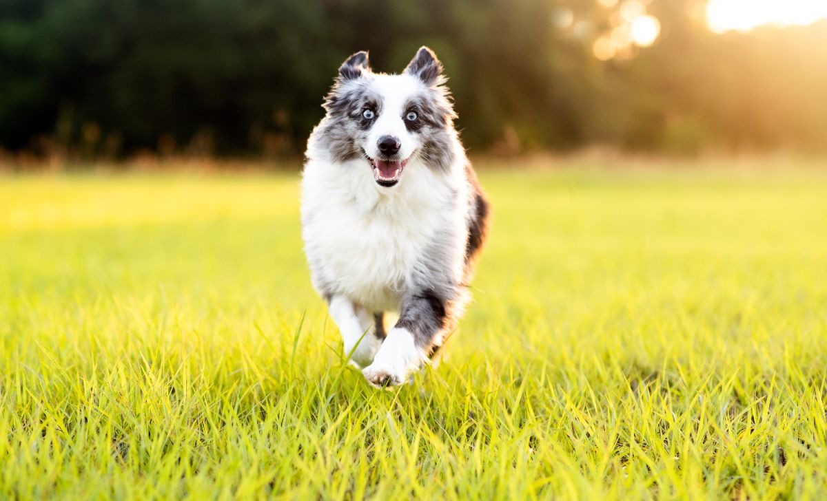 The 4 Most Reliable Australian Shepherd Breeders In Ontario