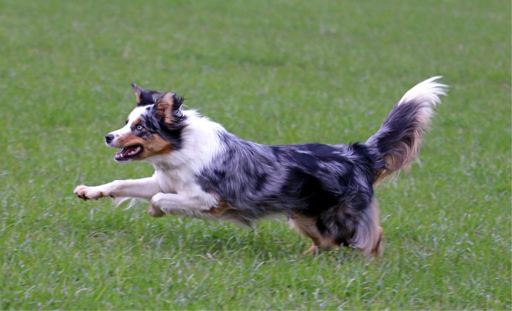 australian shepherd training in nature