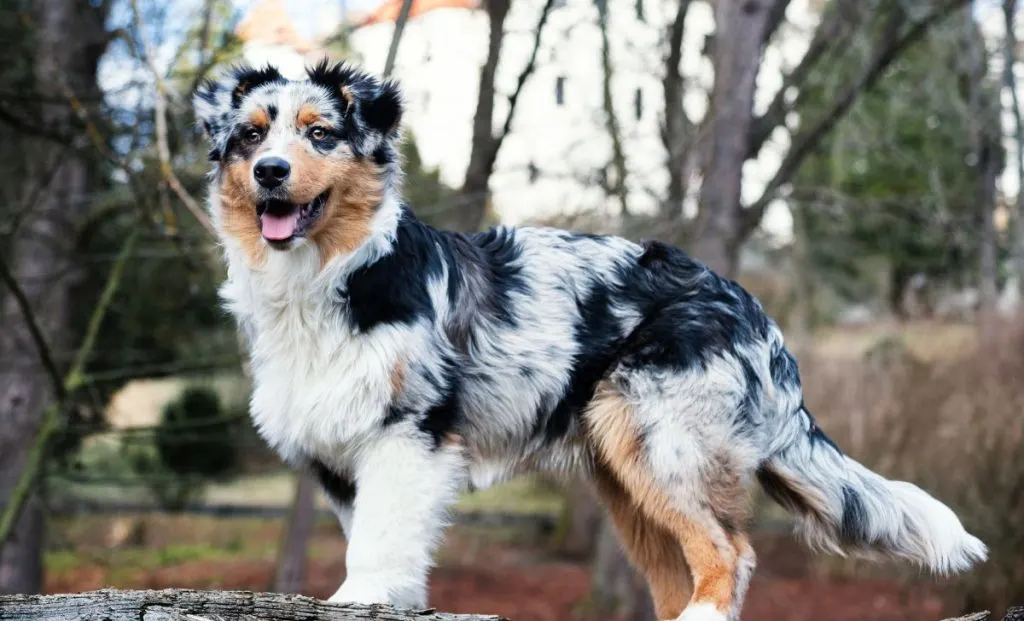 australian shepherd with brown eyes