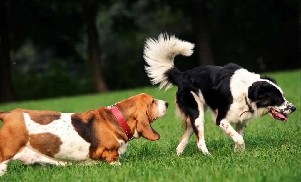 basset hound dog smells another dog