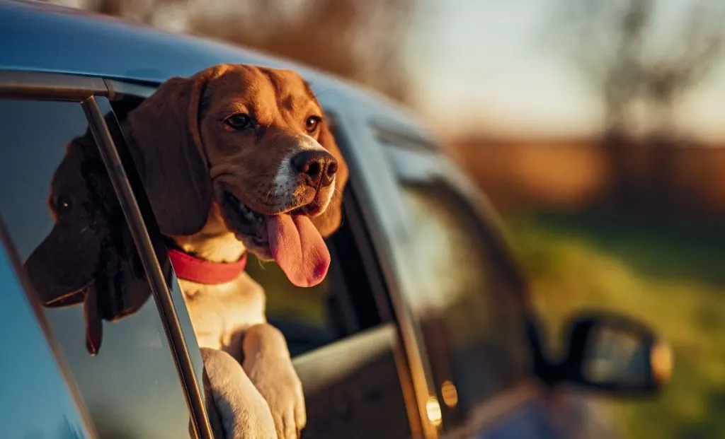 beagle sticking head out the window