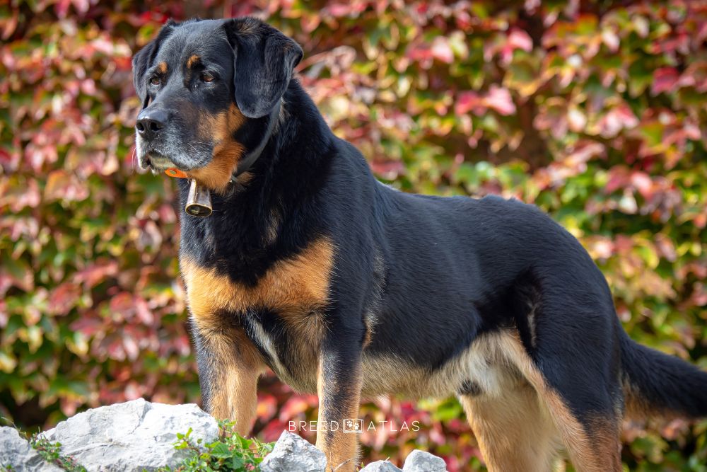 beauceron dog breed