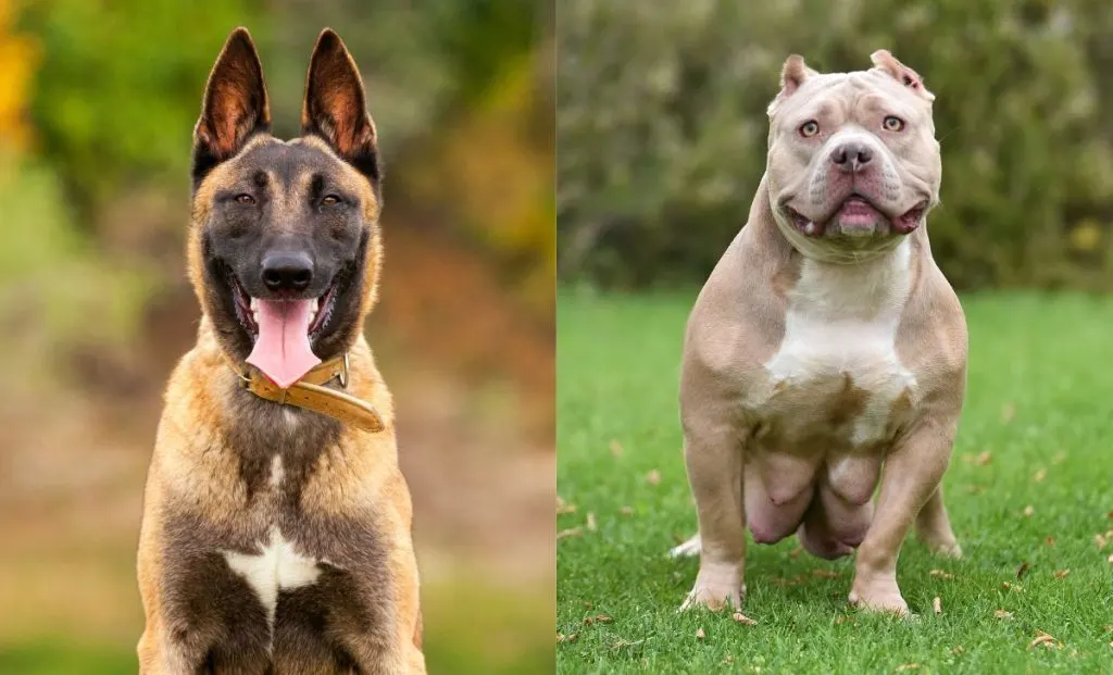 belgian malinois and american bully