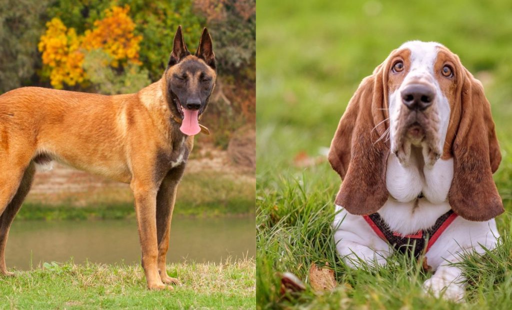 belgian malinois and basset hound dogs