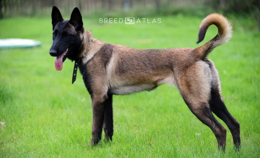 belgian malinois appearance