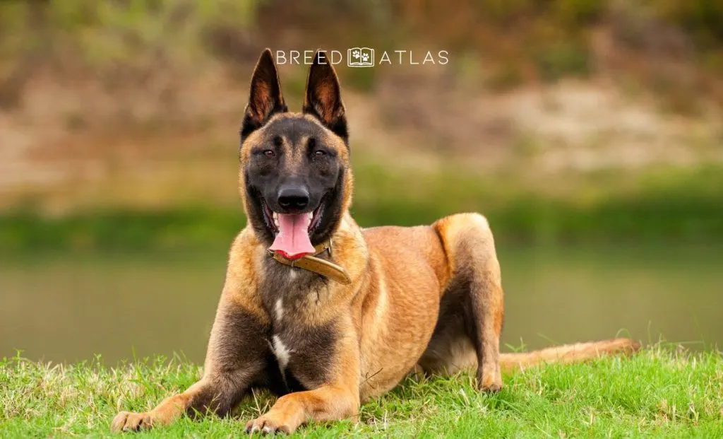 belgian malinois appearance