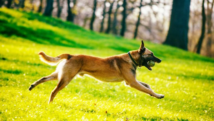 7 Belgian Malinois Breeders In California You Should Check Out