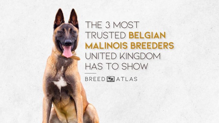 The 3 Most Trusted Belgian Malinois Breeders UK Has To Show
