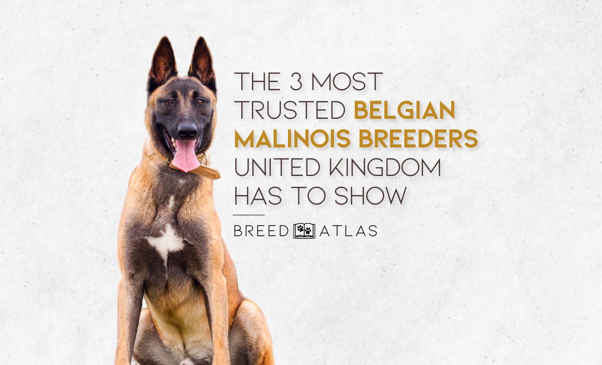 belgian malinois breeders uk