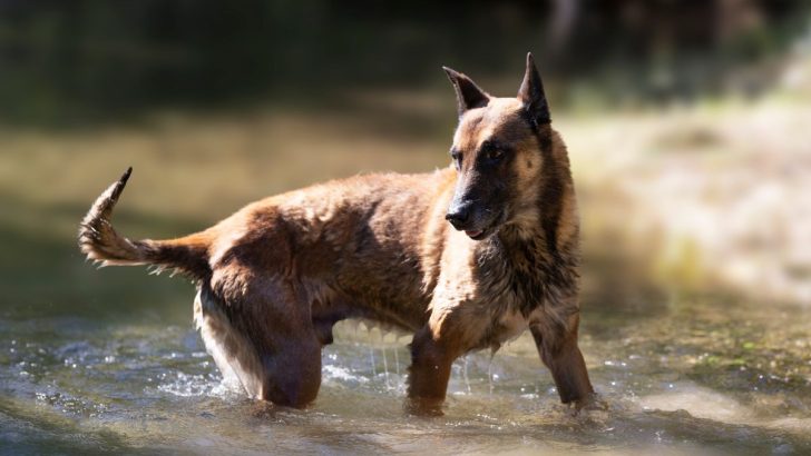 8 Belgian Malinois Colors And All There Is To Know About Them