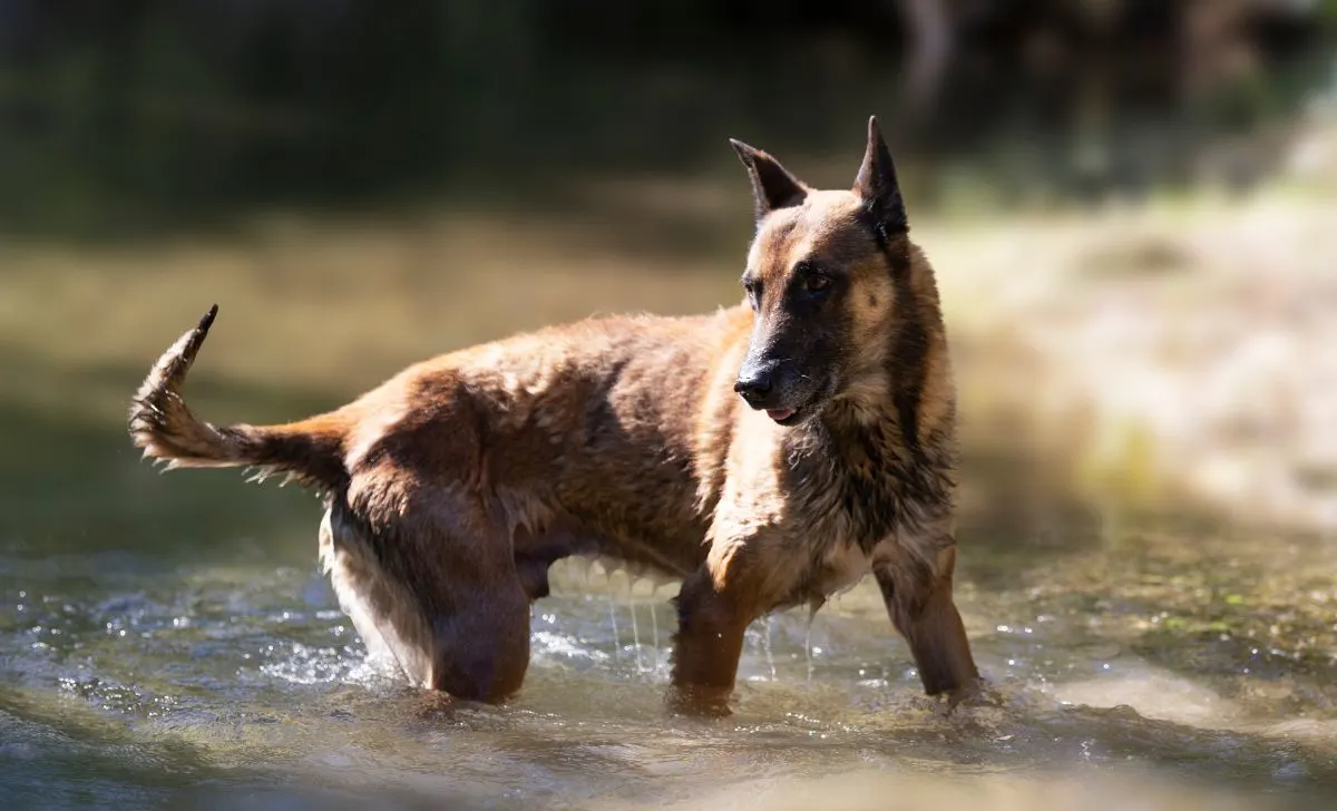 belgian malinois colors