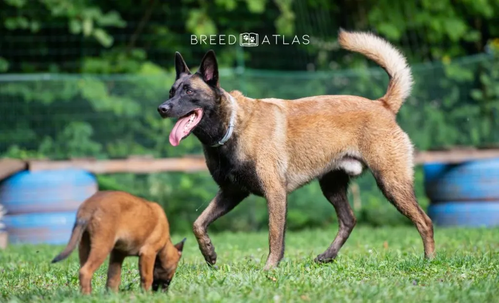 belgian malinois fully grown and puppy