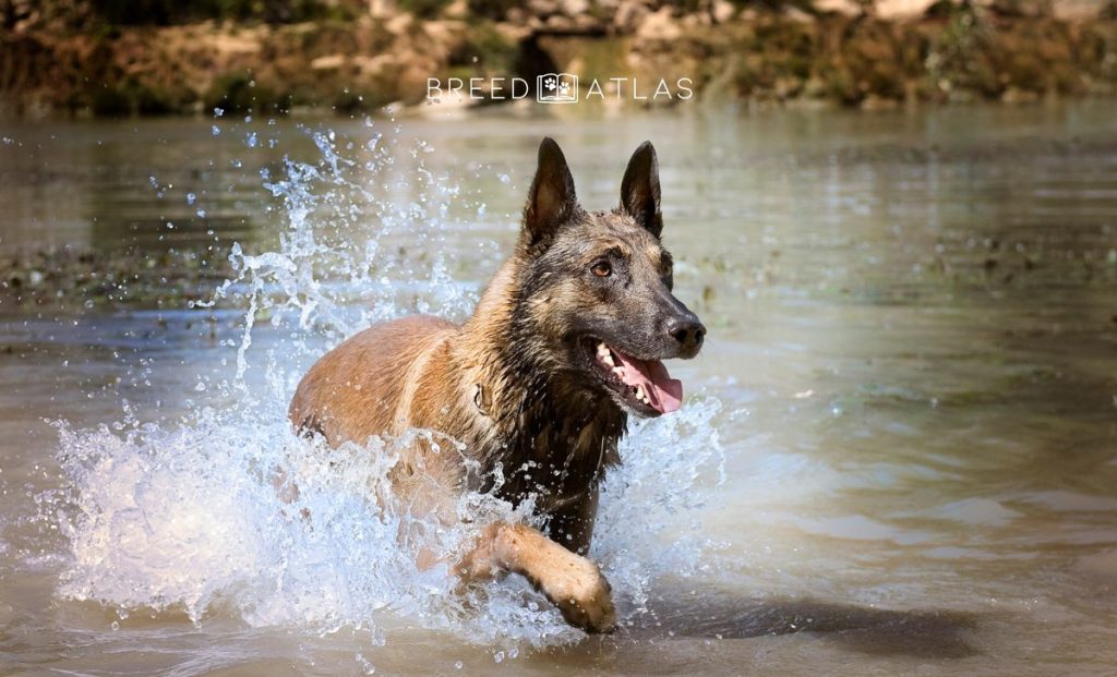 belgian malinois in water