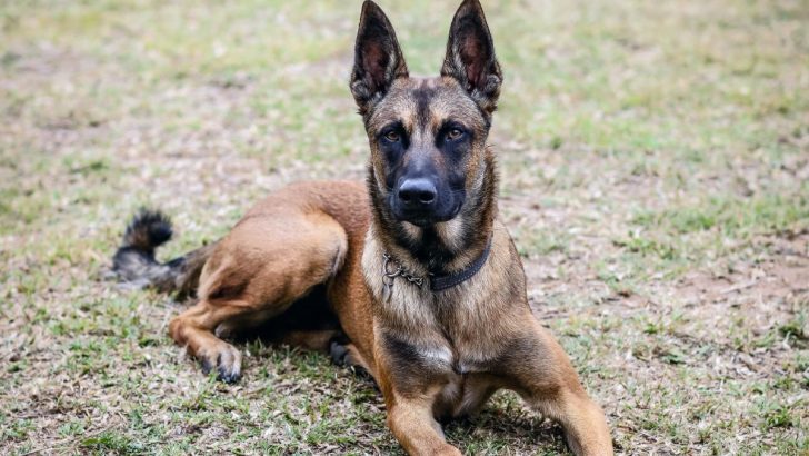 25 Belgian Malinois Mixes You Can’t Go Without Knowing