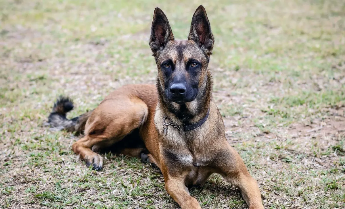 belgian malinois mixes