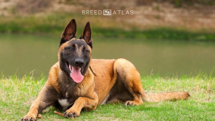 Male Vs Female Belgian Malinois And Which One Is Better