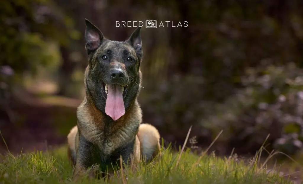 belgian malinois portrait in nature