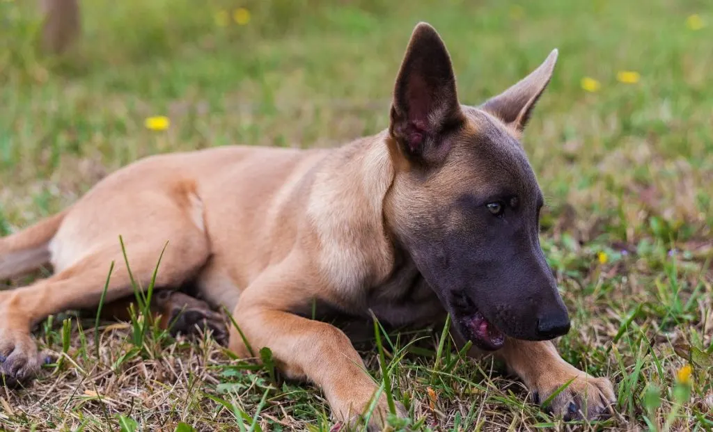 belgian malinois puppy dog