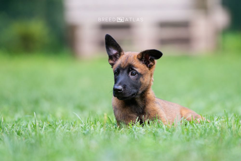 belgian malinois puppy in grass